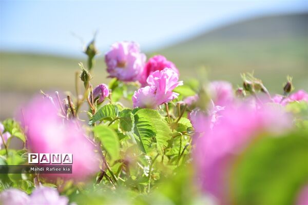 کشت گل‌های محمدی بر فراز کوه کیامکی