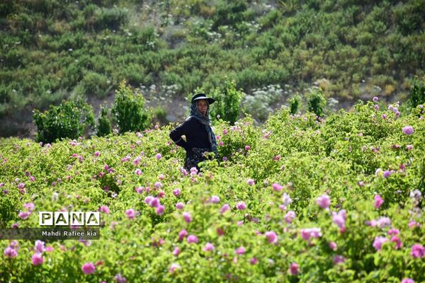 کشت گل‌های محمدی بر فراز کوه کیامکی