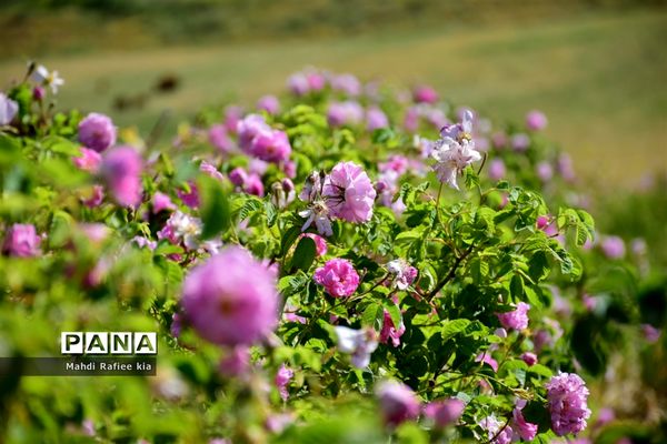 کشت گل‌های محمدی بر فراز کوه کیامکی