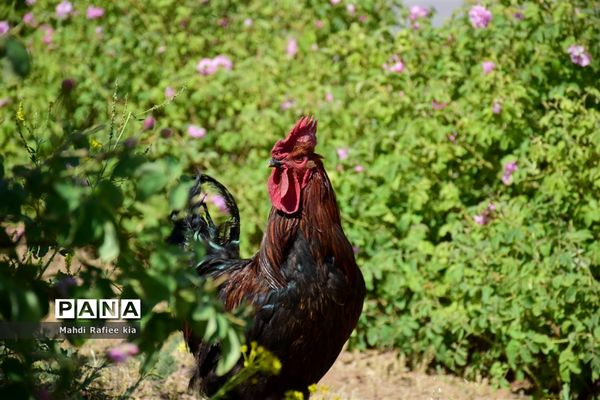 کشت گل‌های محمدی بر فراز کوه کیامکی