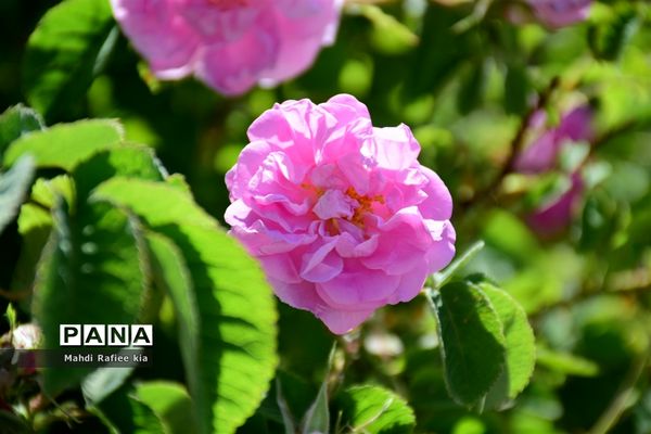 کشت گل‌های محمدی بر فراز کوه کیامکی