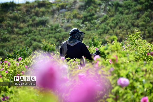 کشت گل‌های محمدی بر فراز کوه کیامکی