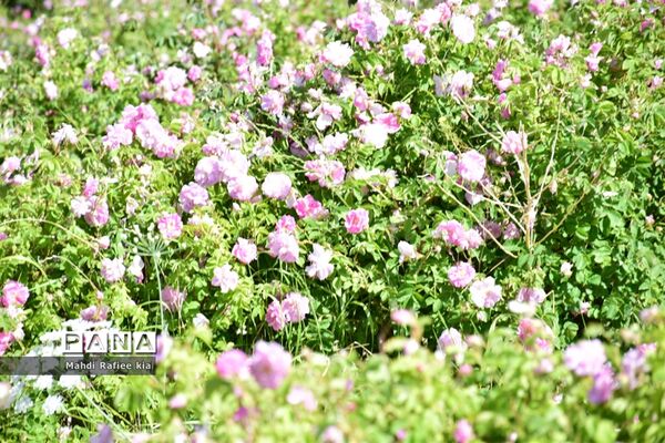 کشت گل‌های محمدی بر فراز کوه کیامکی