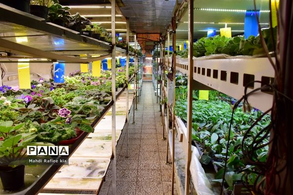 گلخانه گل‌های خانگی و تزئینی در مرند