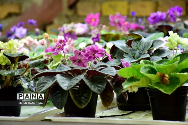 گلخانه گل‌های خانگی و تزئینی در مرند