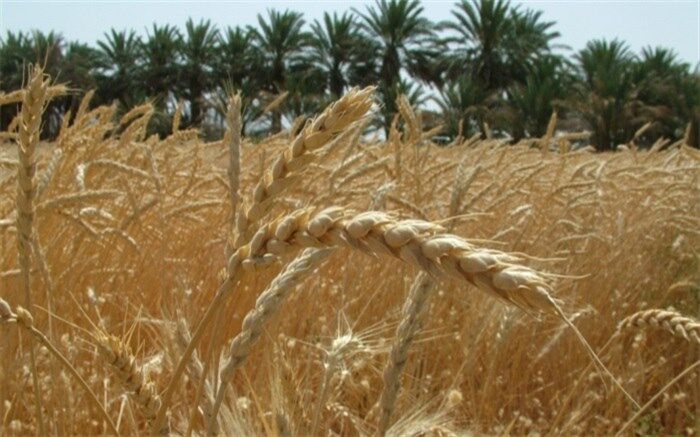 خرید بیش از ۹۰هزار تن گندم در اردبیل