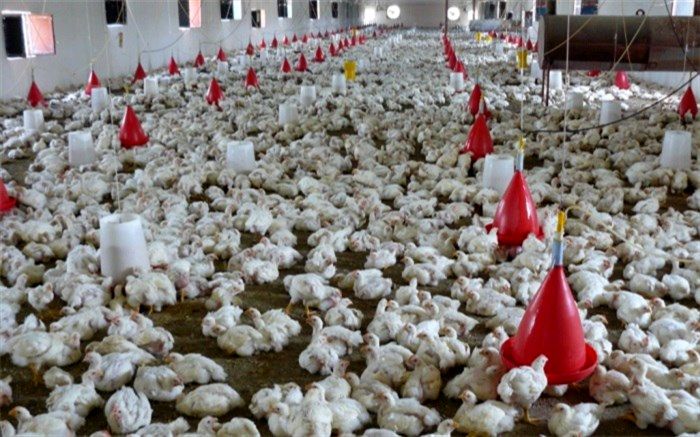 مرغداری‌های سیستان و بلوچستان فقط 30 درصد نیاز استان را تامین می کنند