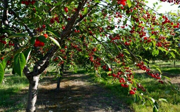 یک هزار تن محصول آلبالو و گیلاس از باغات سامان برداشت شد 