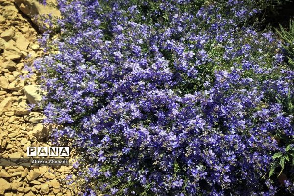 صعود گروه کوهنوردى فرهنگیان اداره کل آموزش و پرورش فارس به قلل حوض دال و سیچانى