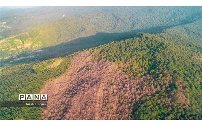 آفت به جان درختان جنگلی  افتاده است