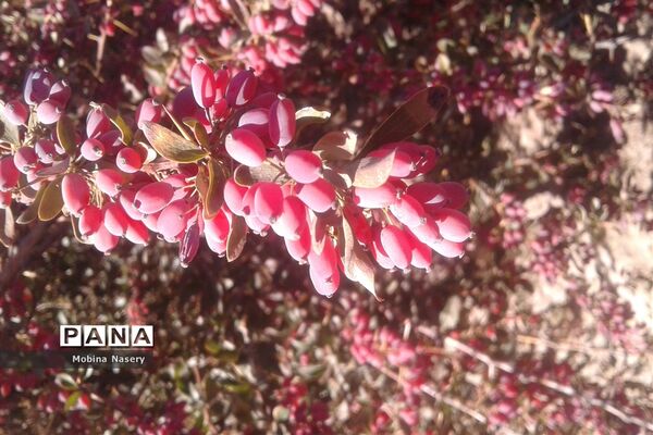 آغاز مراسم زرشک باز کنی در روستای پایهان خراسان جنوبی