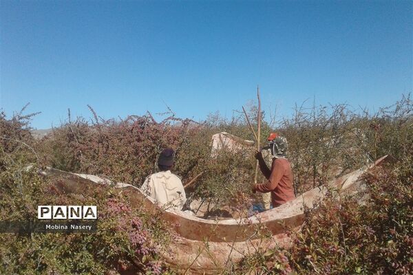 آغاز مراسم زرشک باز کنی در روستای پایهان خراسان جنوبی