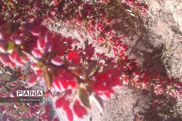 آغاز مراسم زرشک باز کنی در روستای پایهان خراسان جنوبی
