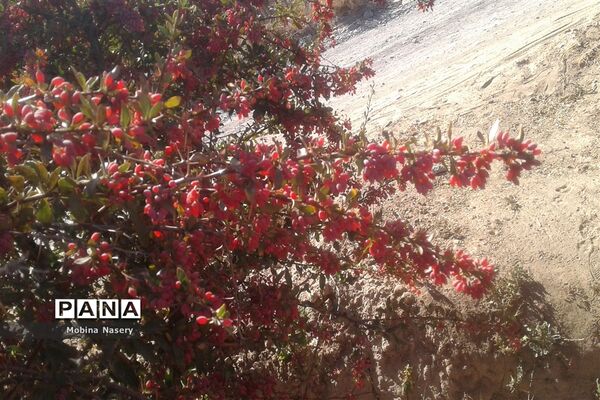 آغاز مراسم زرشک باز کنی در روستای پایهان خراسان جنوبی