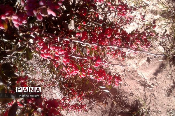 آغاز مراسم زرشک باز کنی در روستای پایهان خراسان جنوبی