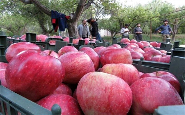ثبت رکورد تولید سیب آذربایجان‌شرقی در مراغه