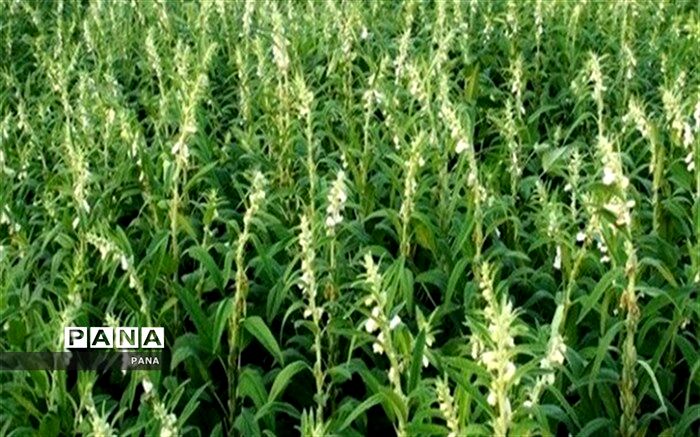 آغاز برداشت کنجد از شهرستان کازرون