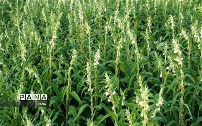 آغاز برداشت کنجد از شهرستان کازرون