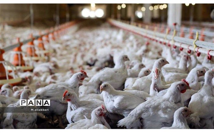 آغاز مهاجرت پرندگان و افزایش نگرانی‌ها از شیوع آنفلوانزا