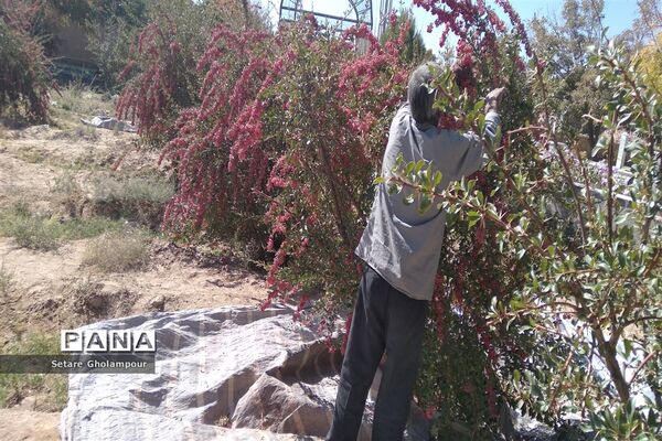 آغاز مراسم زرشک باز کنی در شهرستان درمیان خراسان جنوبی