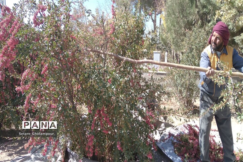 آغاز مراسم زرشک باز کنی در شهرستان درمیان خراسان جنوبی