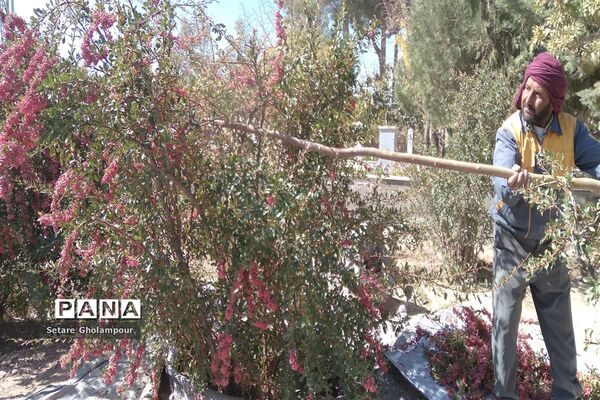 آغاز مراسم زرشک باز کنی در شهرستان درمیان خراسان جنوبی