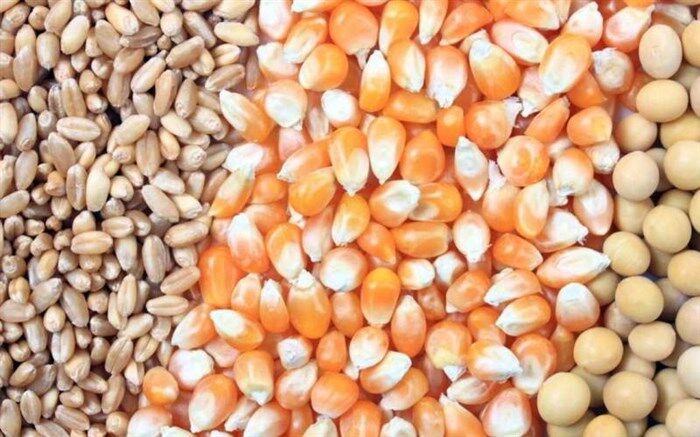 آلودگی ذرت‌های وارداتی هنوز ثابت نشده است