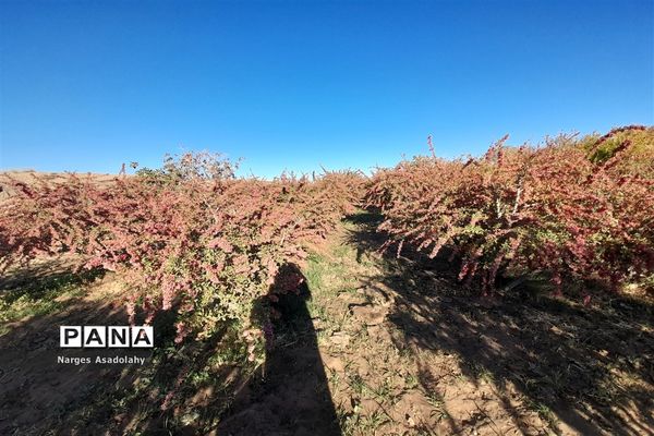 آغاز برداشت زرشک در شهرستان زیرکوه بیرجند