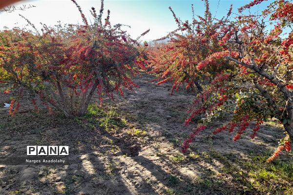 آغاز برداشت زرشک در شهرستان زیرکوه بیرجند