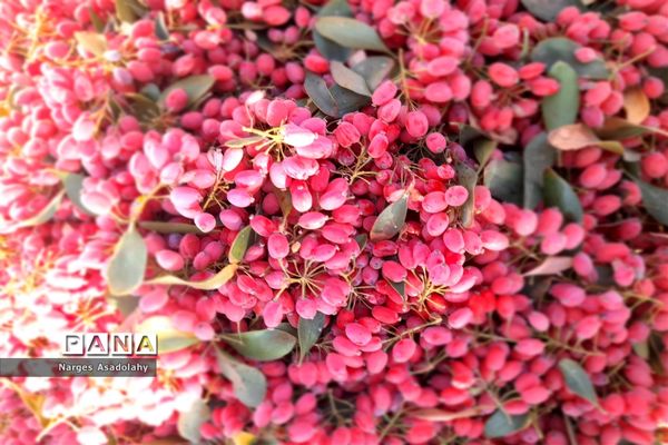 آغاز برداشت زرشک در شهرستان زیرکوه بیرجند