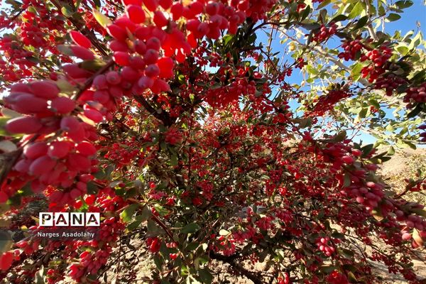 آغاز برداشت زرشک در شهرستان زیرکوه بیرجند