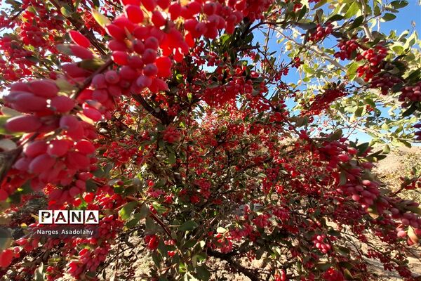 آغاز برداشت زرشک در شهرستان زیرکوه بیرجند