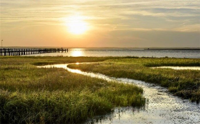 باتلاق‌ها نگهبان خطوط ساحلی هستند!