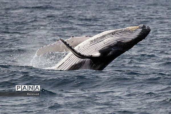 منتخب تصاویر مسابقه عکاسی حیوانات