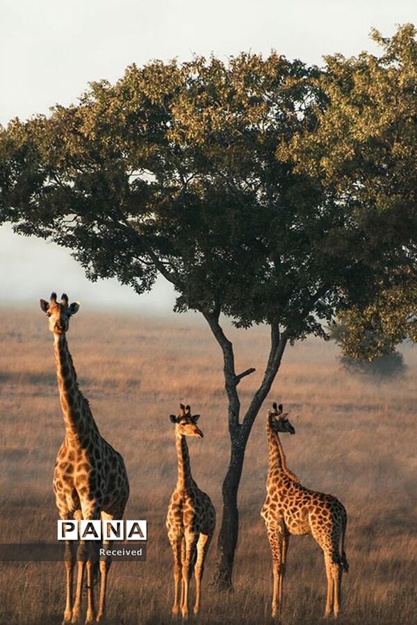 منتخب تصاویر مسابقه عکاسی حیوانات
