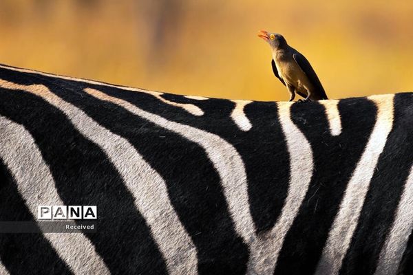 منتخب تصاویر مسابقه عکاسی حیوانات