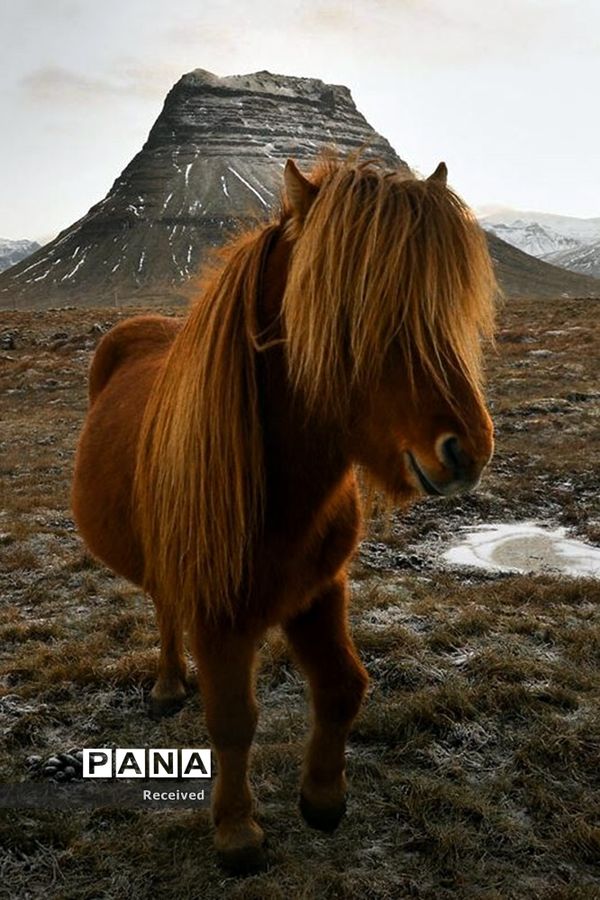 منتخب تصاویر مسابقه عکاسی حیوانات