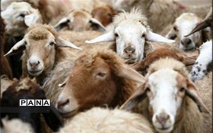 قیمت خرید حمایتی دام روستایی اعلام شد