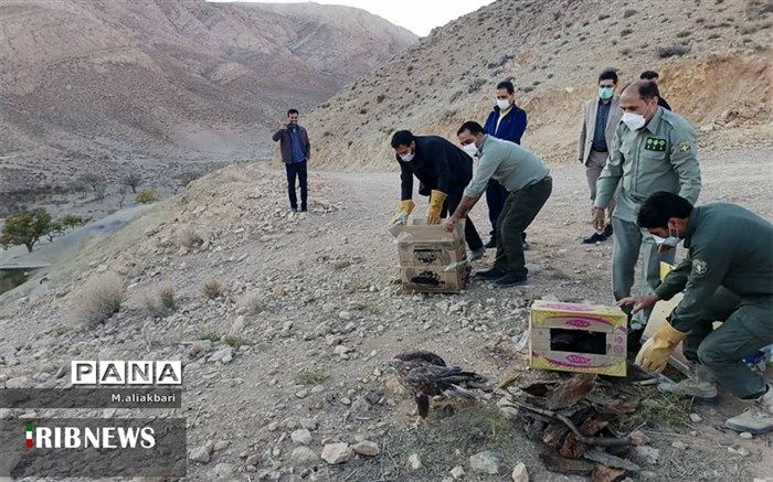 تیمار و رهاسازی ۱۷ بهله عقاب در قائنات