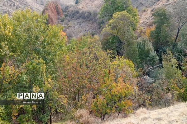 طبیعت طلایی رنگ در همین حوالی