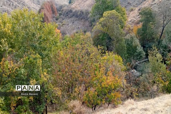 طبیعت طلایی رنگ در همین حوالی