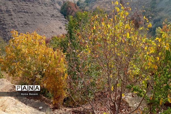 طبیعت طلایی رنگ در همین حوالی