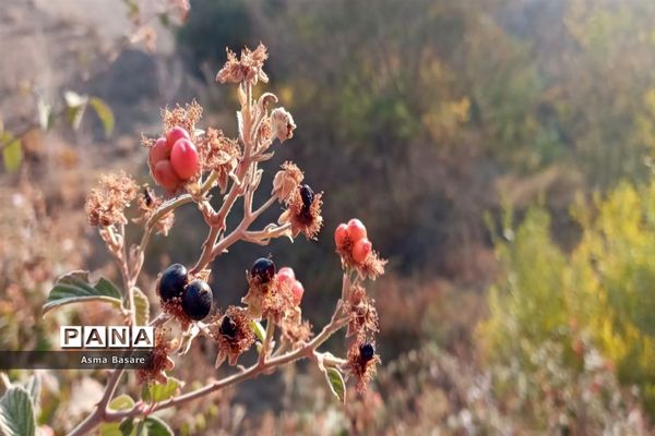 طبیعت طلایی رنگ در همین حوالی