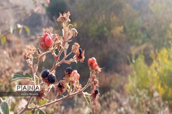 طبیعت طلایی رنگ در همین حوالی