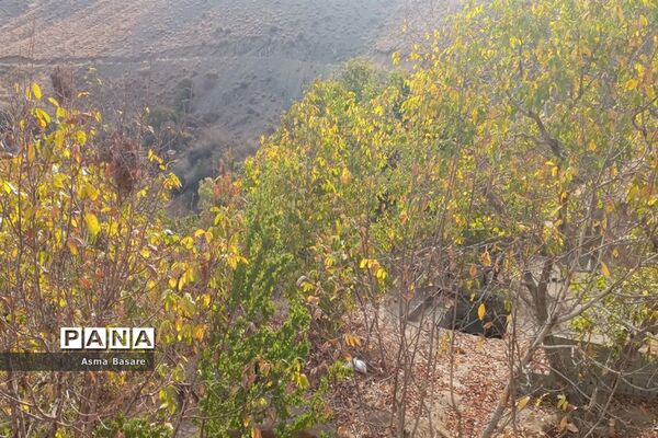 طبیعت طلایی رنگ در همین حوالی