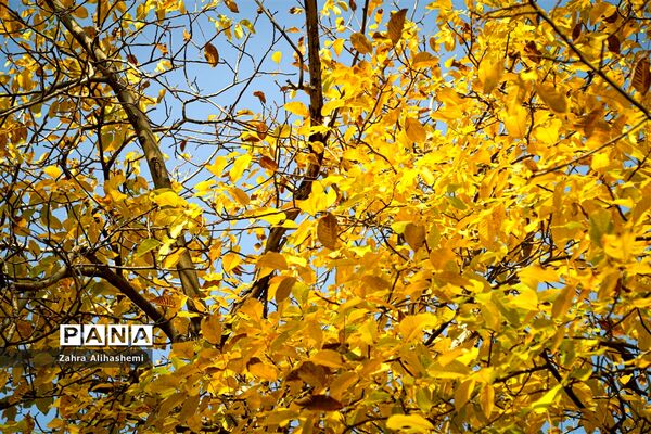 طبیعت پاییزی اردوگاه چمران