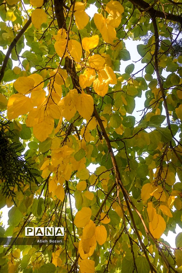 طبیعت پاییزی اردوگاه چمران