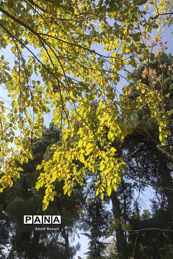 طبیعت پاییزی اردوگاه چمران
