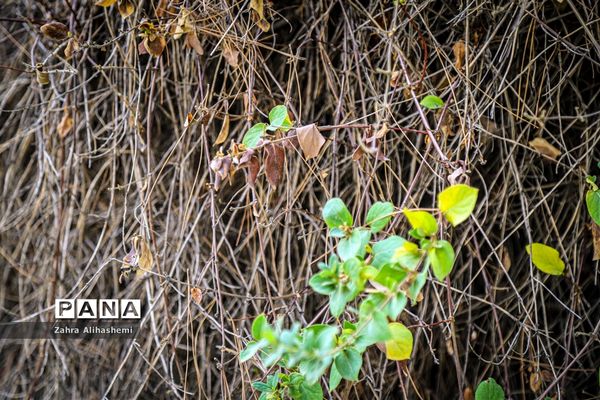 طبیعت پاییزی اردوگاه چمران