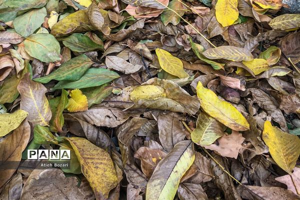 طبیعت پاییزی اردوگاه چمران